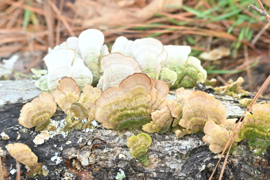 Trichaptum biforme · February 2026 · photo: © merkertgrace (iNaturalist, cc-by)