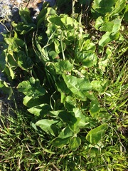 Calystegia macrostegia amplissima