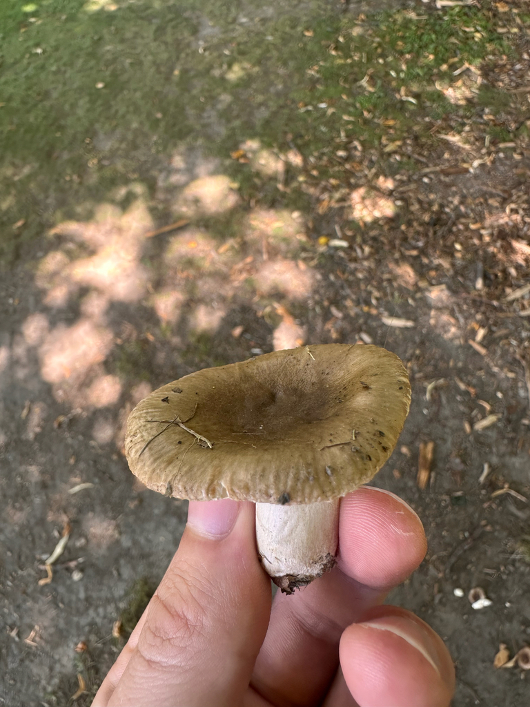 Russula amoenolens · February 2026 · photo: © boytouchgrass (iNaturalist, cc-by)