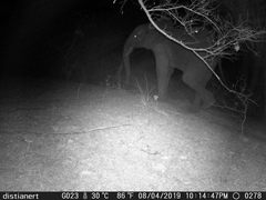 Loxodonta