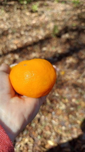tangerine (Citrus deliciosa)