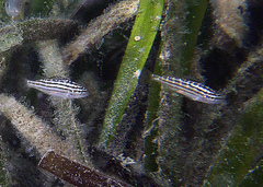 Helotes octolineatus
