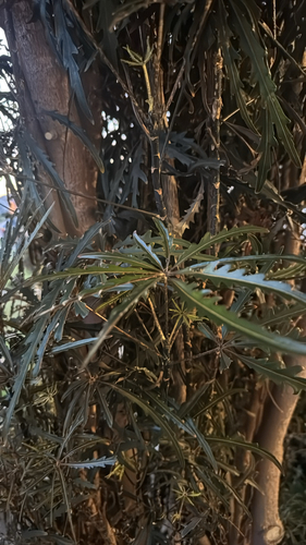 Foto de Arália elegantíssima