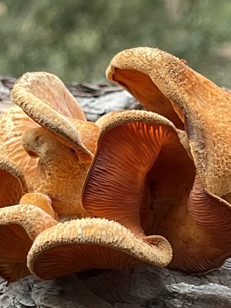 Phyllotopsis nidulans · February 2026 · photo: © pynklynx (iNaturalist, CC)