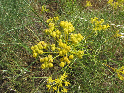 Cachrys sicula, photograph 3