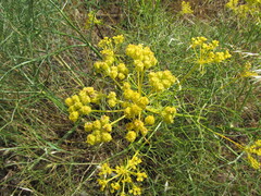 Cachrys sicula, photograph (c) zebedeugalinha, some rights reserved (CC BY)