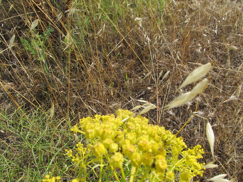 Cachrys sicula, photograph 4