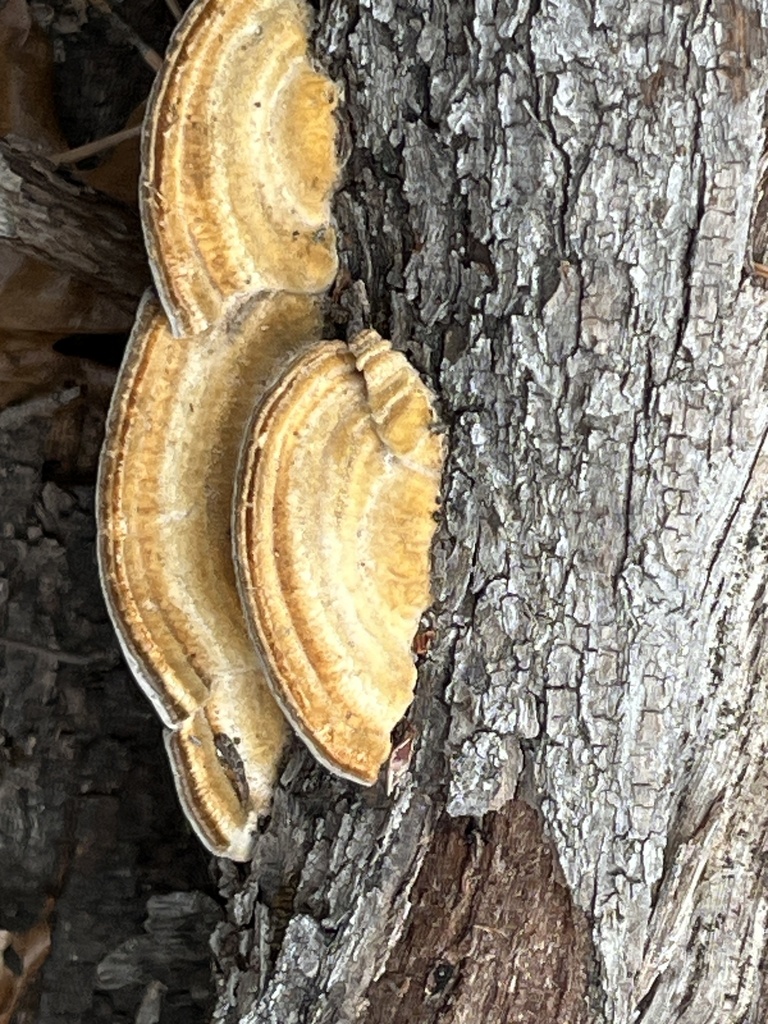 Trametes betulina · February 2026 · photo: © pynklynx (iNaturalist, CC)