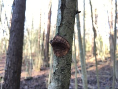 Dichomitus campestris