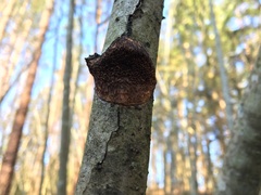 Dichomitus campestris