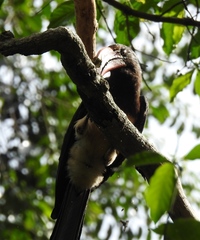 Lophoceros alboterminatus