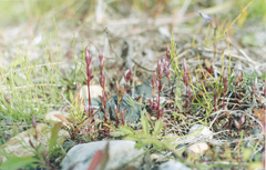 Gentianella amarella acuta