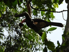 Lophoceros alboterminatus