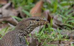 Varanus nebulosus