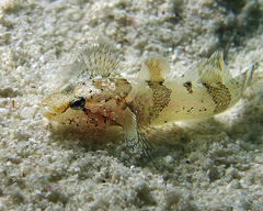 Callogobius depressus