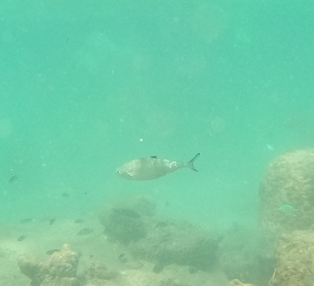 Doublespotted Queenfish
