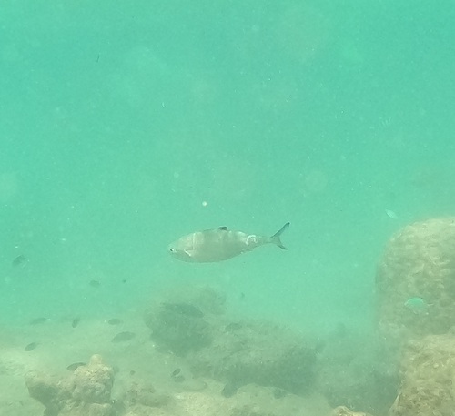 Doublespotted Queenfish