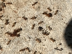 Pheidole