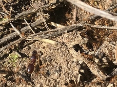 Pheidole