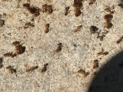 Pheidole