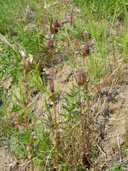 Gentianella amarella acuta