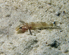 Callogobius depressus