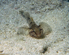 Callogobius depressus