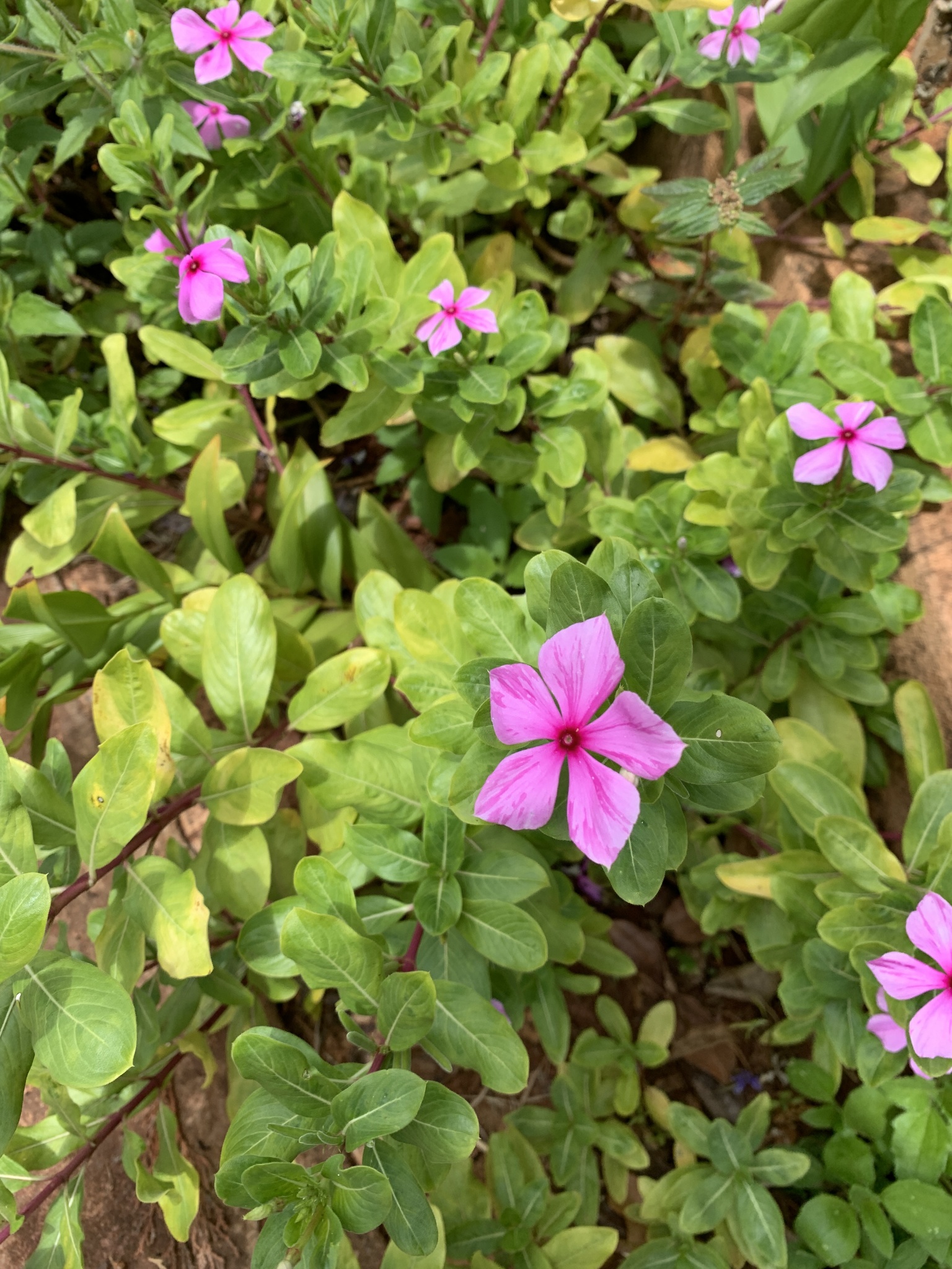 Catharanthus roseus