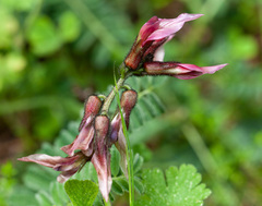 Astragalus palaestinus