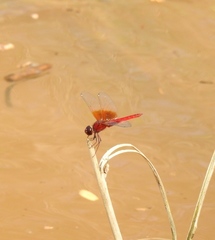 Brachythemis lacustris