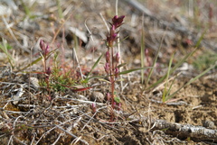 Gentianella amarella acuta