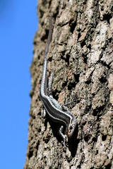 Cryptoblepharus pulcher pulcher