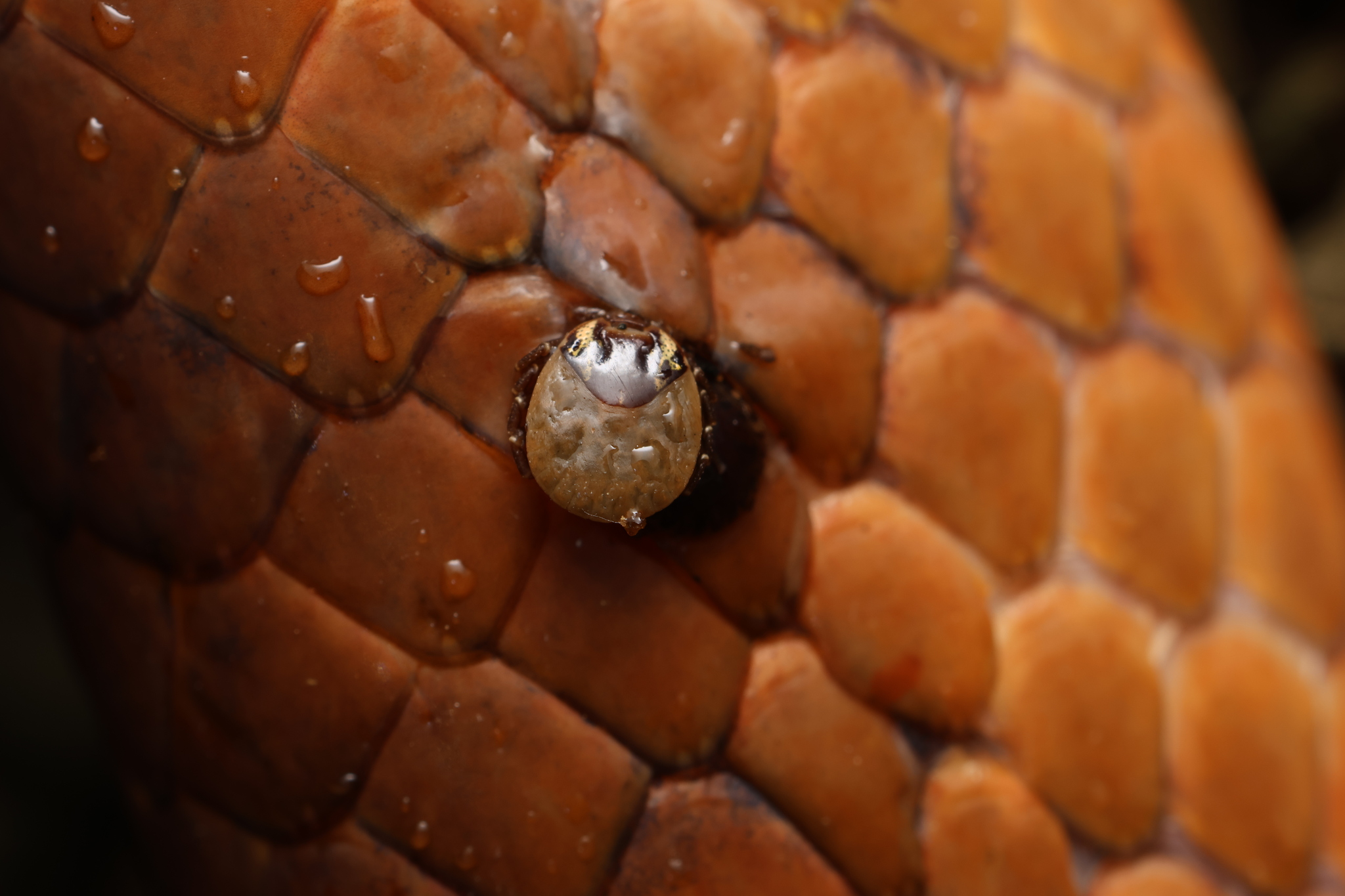 Amblyomma moreliae Koch, 1867