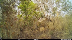 Hippotragus equinus koba