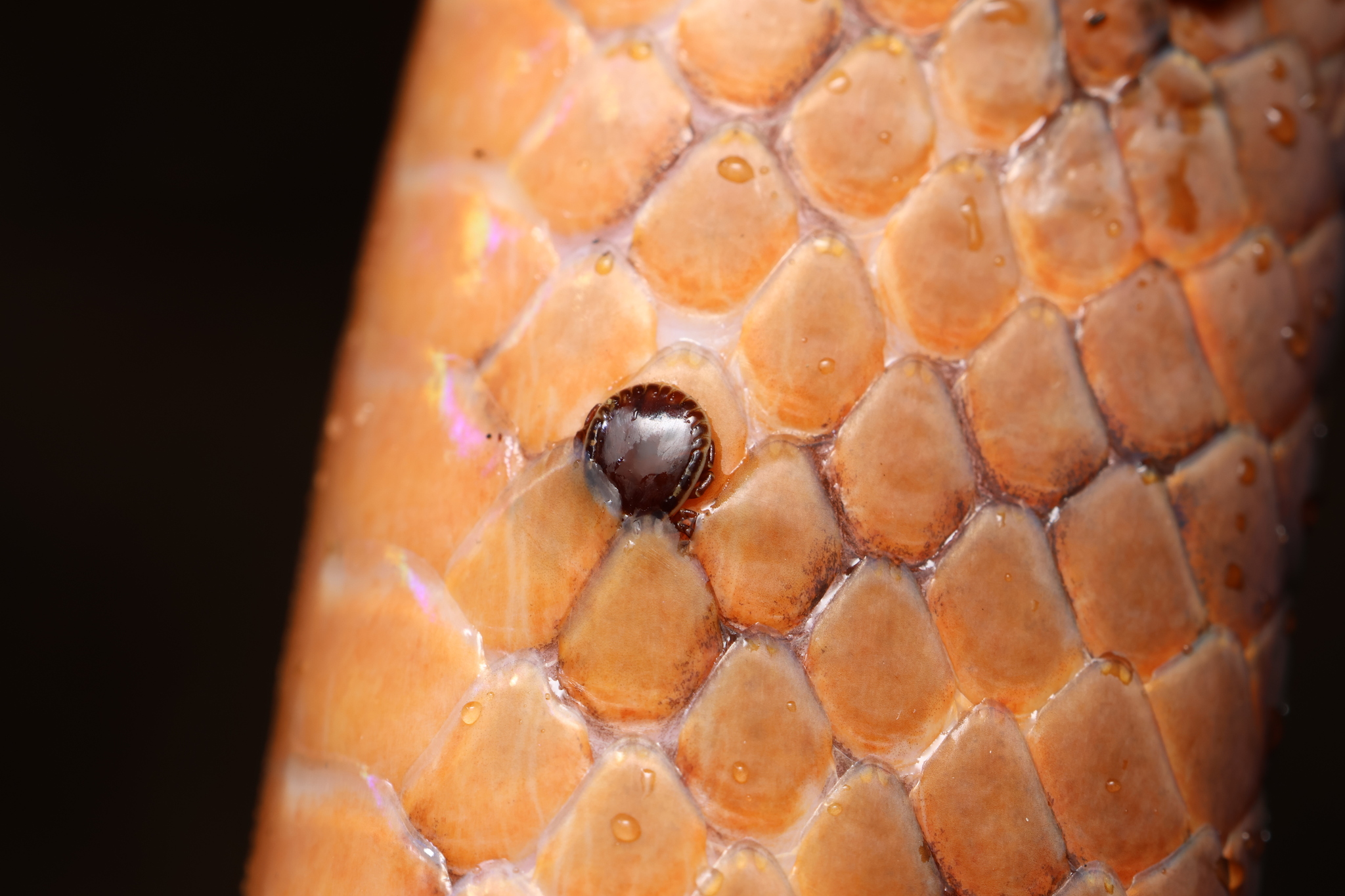 Amblyomma moreliae Koch, 1867