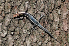 Cryptoblepharus pulcher pulcher