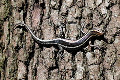 Cryptoblepharus pulcher pulcher