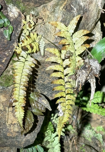 Dryopteris decipiens
