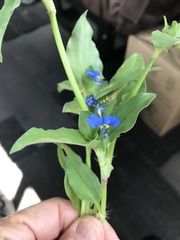 Commelina petersii