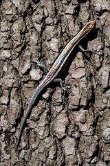 Cryptoblepharus pulcher pulcher