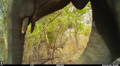 Loxodonta