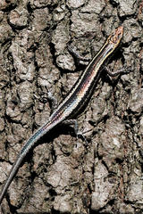 Cryptoblepharus pulcher pulcher