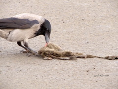 Corvus cornix