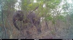 Loxodonta