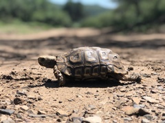 Kinixys natalensis