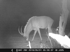 Hippotragus equinus koba