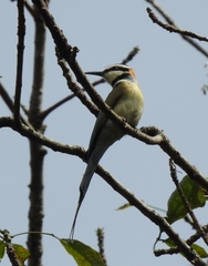 Merops albicollis
