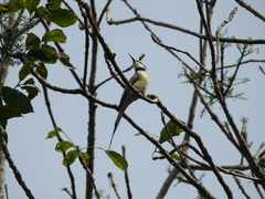Merops albicollis