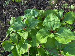 Trillium angustipetalum