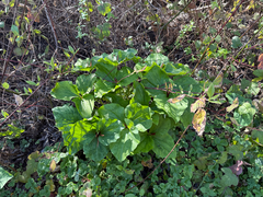 Trillium angustipetalum, photograph (c) Barry Langdon-Lassagne, some rights reserved (CC BY)